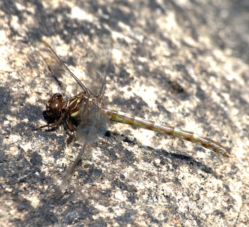 Female, teneral
2007_05_24_Pike